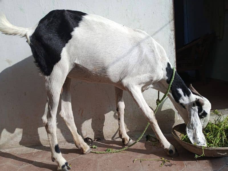 Female Goat urgent for Sale 0