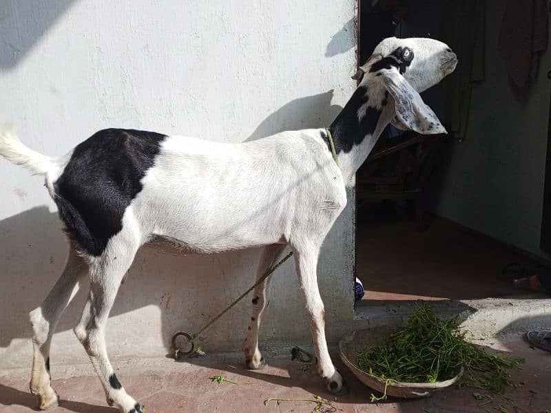 Female Goat urgent for Sale 1