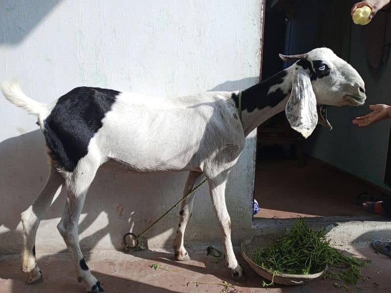 Female Goat urgent for Sale 2