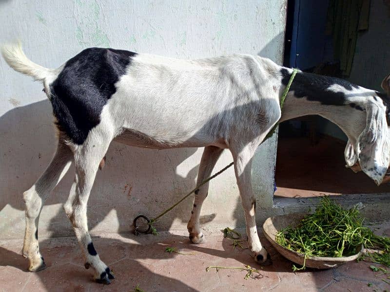 Female Goat urgent for Sale 3