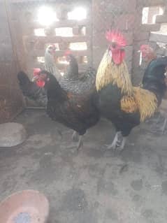 dasi hen for sale