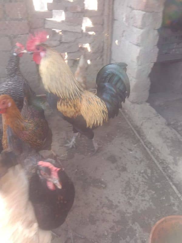 dasi hen for sale 1