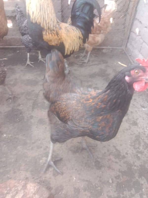 dasi hen for sale 2