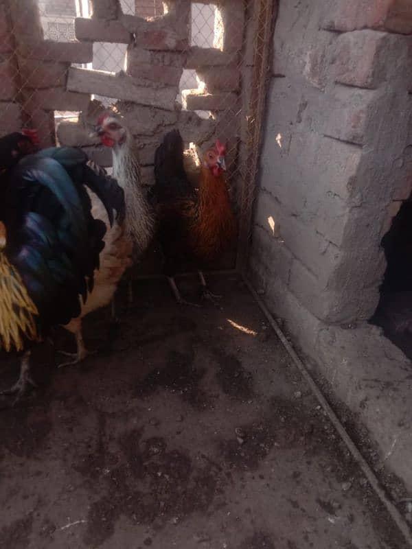 dasi hen for sale 3