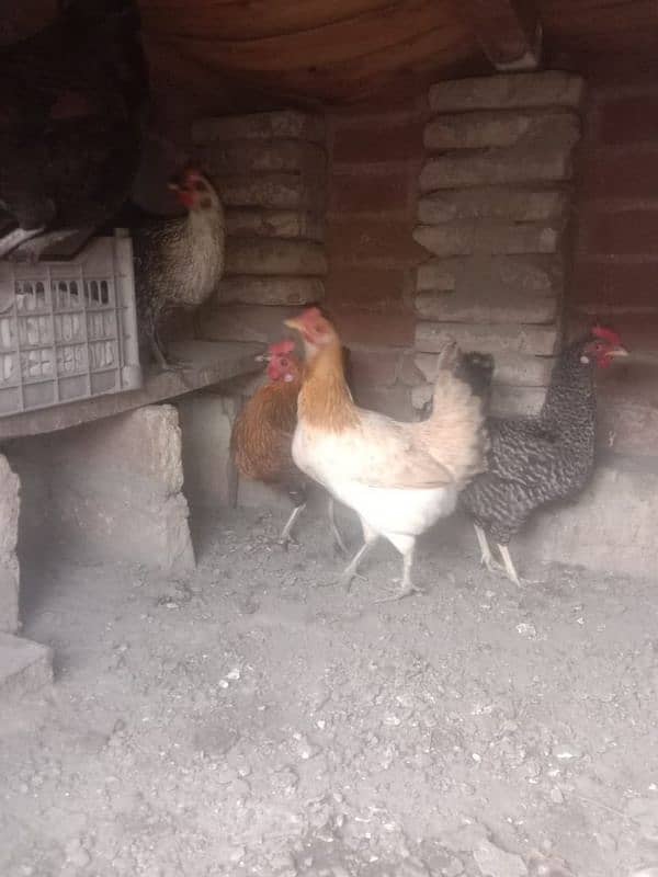 dasi hen for sale 4