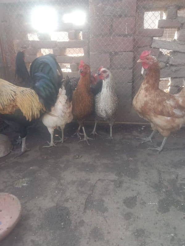 dasi hen for sale 5