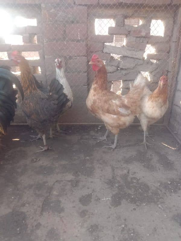 dasi hen for sale 6