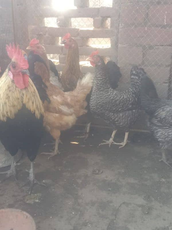 dasi hen for sale 7