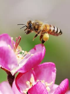 MOUNTAINOUS HONEY