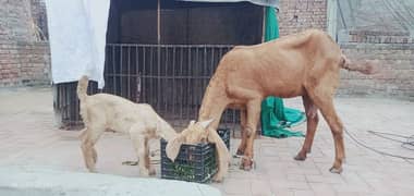 pure desi bakri with path for sale