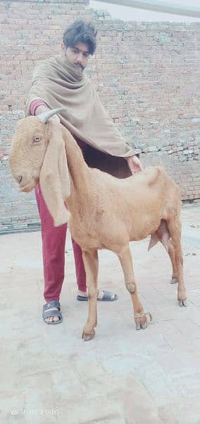 pure desi bakri with path for sale 4