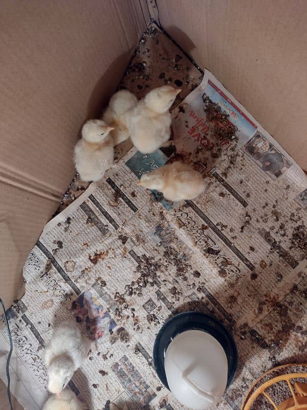 golden/white buff chicks 0