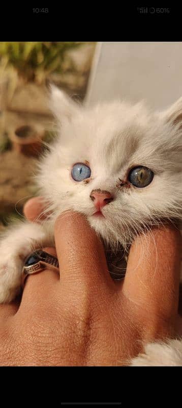 Persian cat pair 1