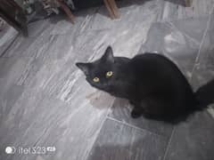 black cat ic number PR rabta kro 03092011098