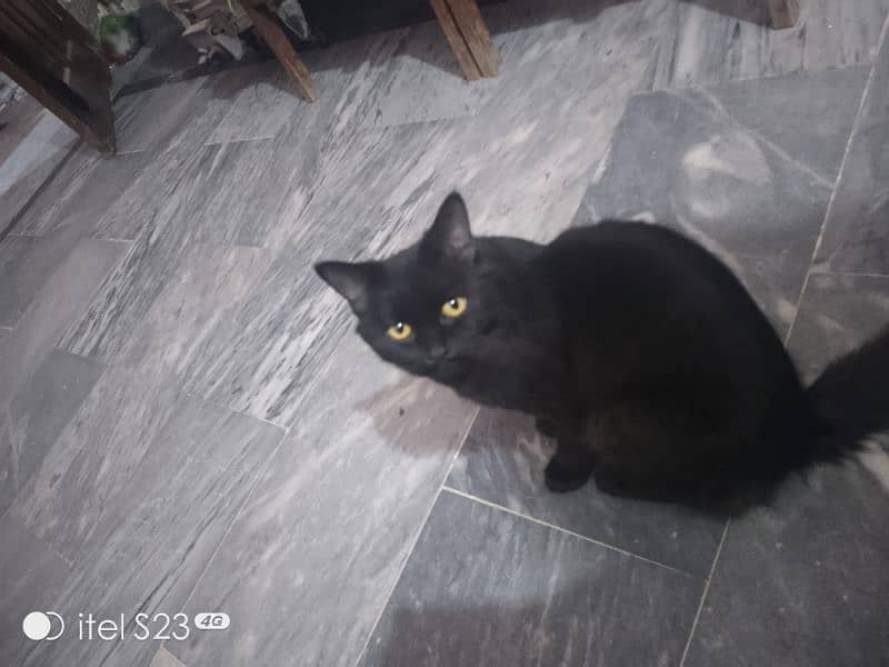 black cat ic number PR rabta kro 03092011098 0