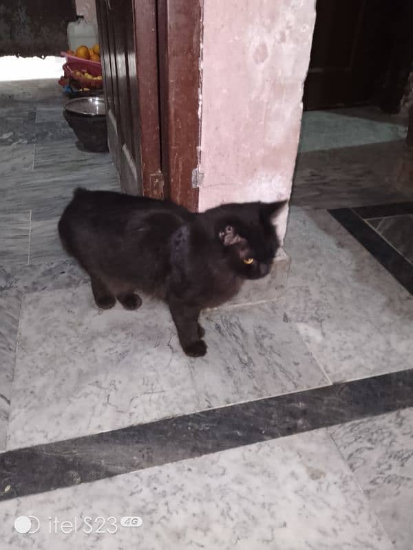 black cat ic number PR rabta kro 03092011098 2