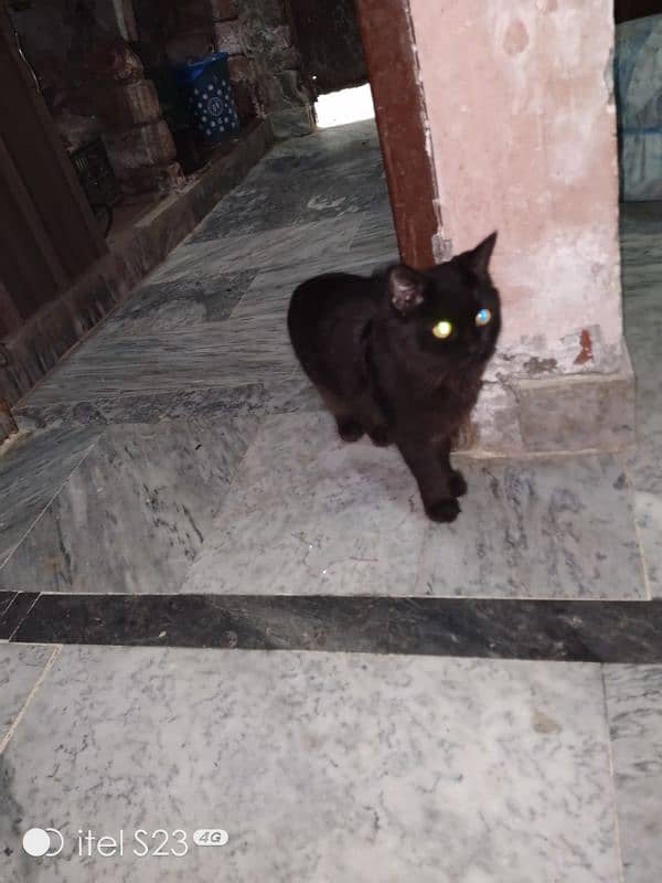 black cat ic number PR rabta kro 03092011098 3