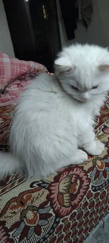 persian and himaliyan kittens triple coated 3