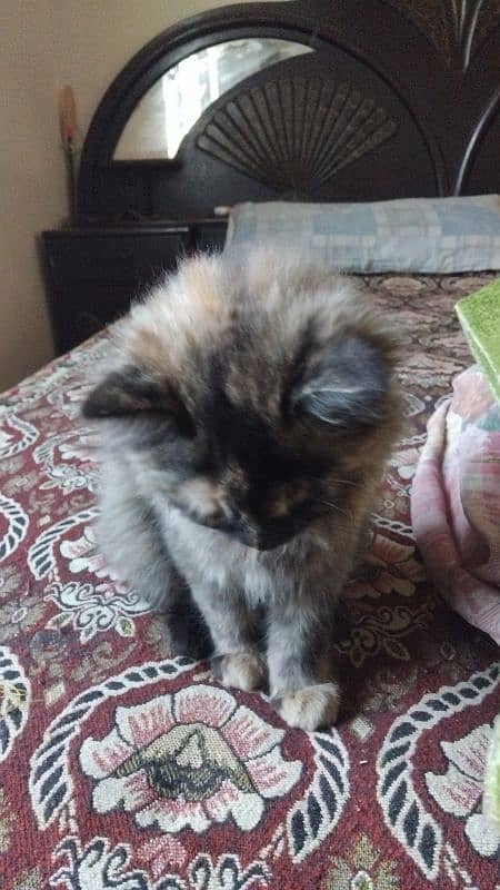 persian and himaliyan kittens triple coated 9