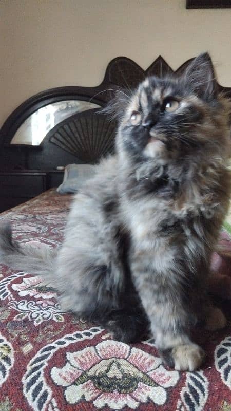 persian and himaliyan kittens triple coated 10