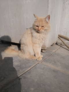 Persian Male Cat