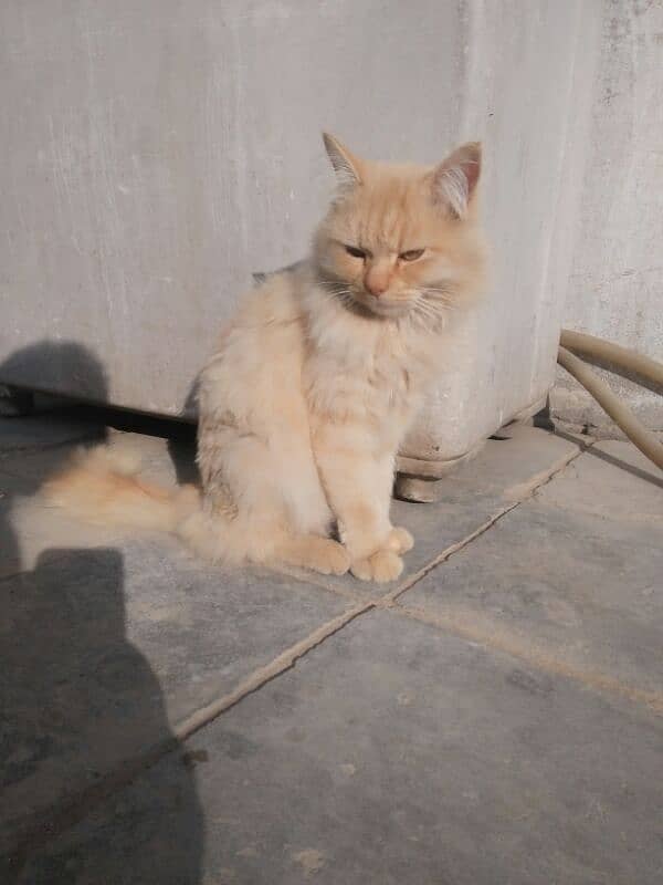 Persian Male Cat 0