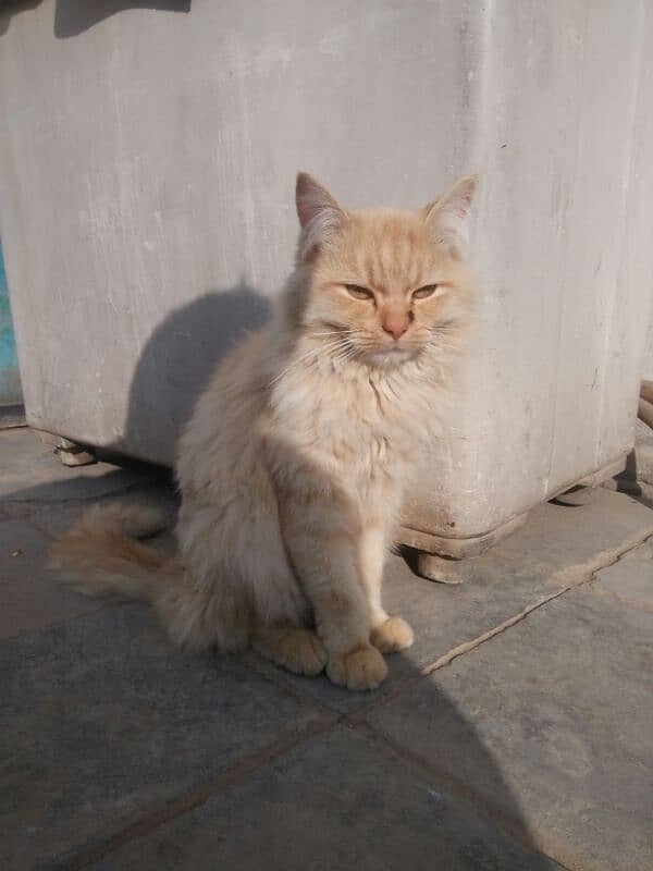 Persian Male Cat 1