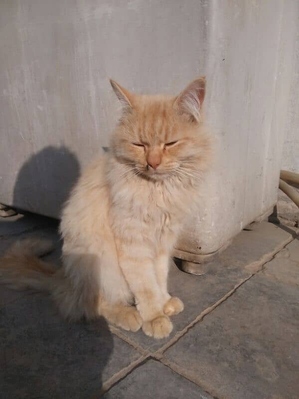 Persian Male Cat 2