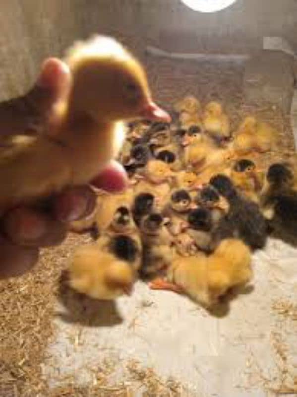 duck chicks 0