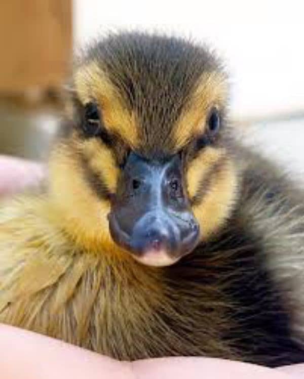 duck chicks 1