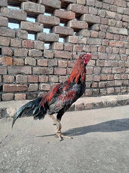 PARROT BEAK ASEEL LAKHA FOR SALE DEMAND 18000 4