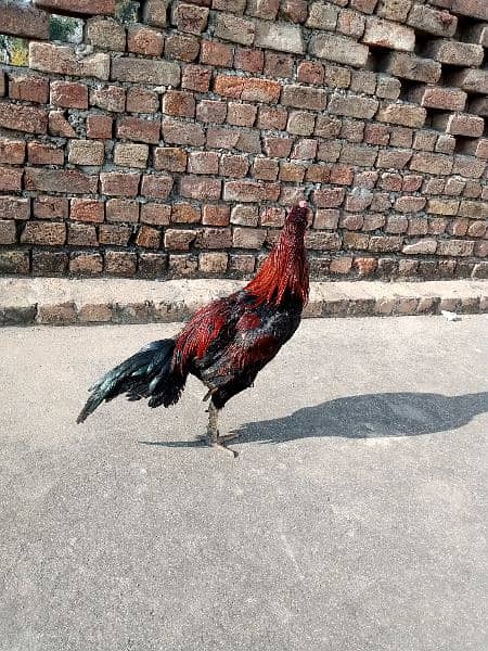 PARROT BEAK ASEEL LAKHA FOR SALE DEMAND 18000 8