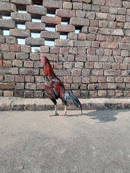 PARROT BEAK ASEEL LAKHA FOR SALE DEMAND 18000 9