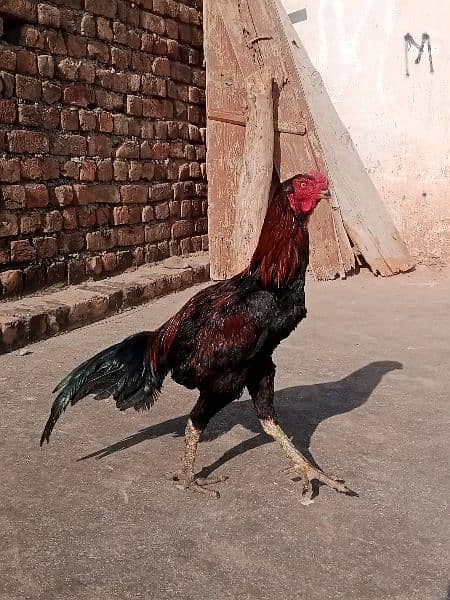 PARROT BEAK ASEEL LAKHA FOR SALE DEMAND 18000 12