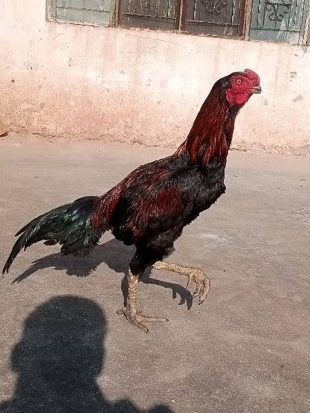 PARROT BEAK ASEEL LAKHA FOR SALE DEMAND 18000 13