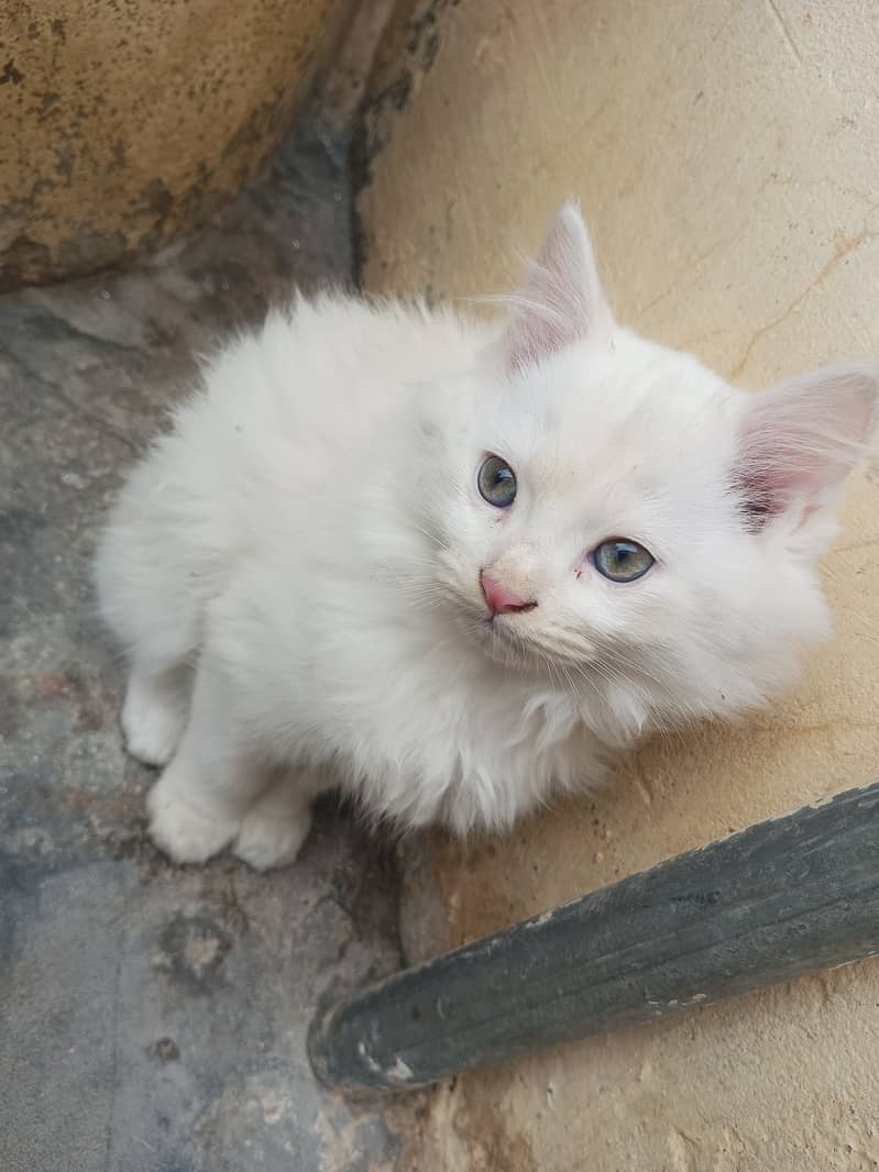 Australian kitten 0