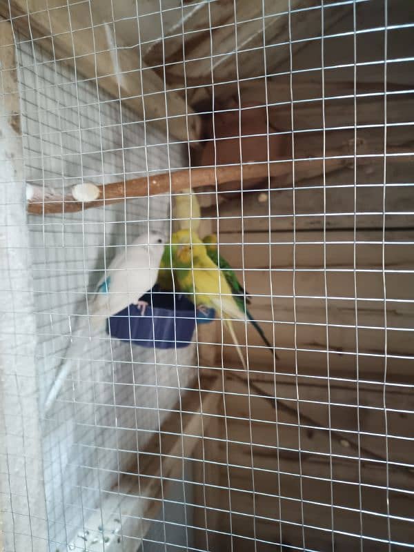 Cage with Budgie 2