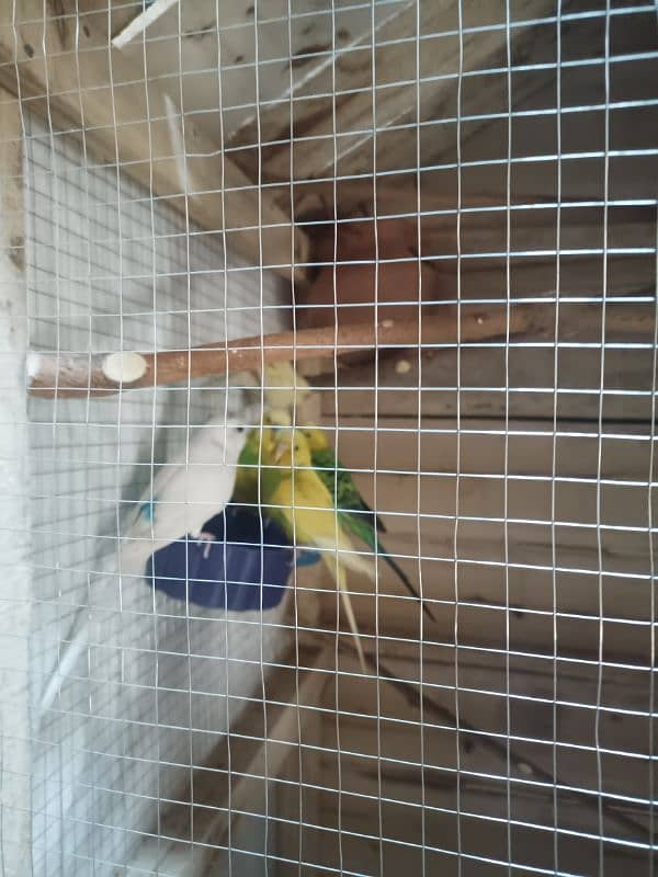 Cage with Budgie 3