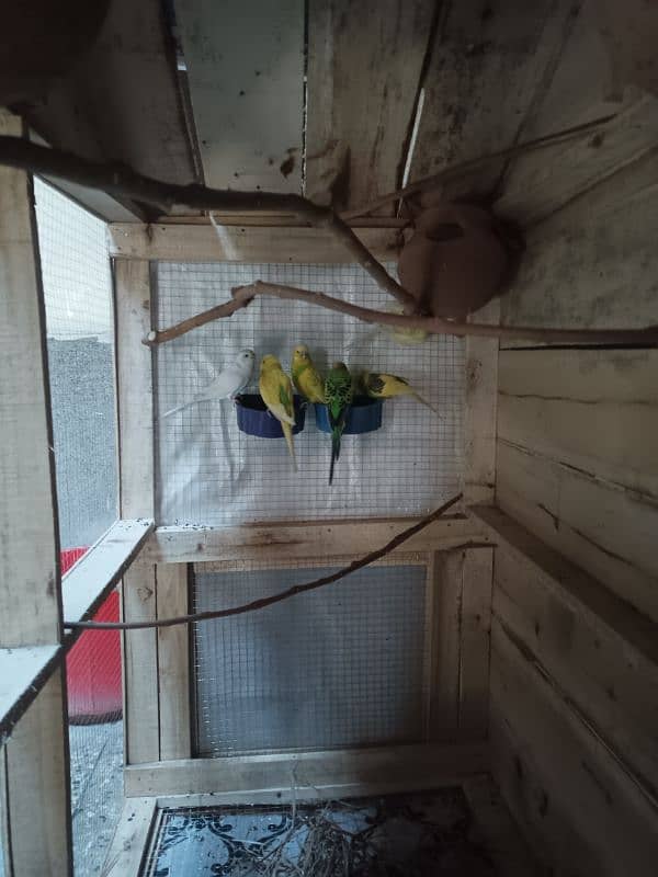 Cage with Budgie 4