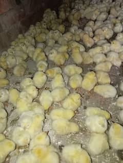 broiler chicks 4 days age one pcs 29