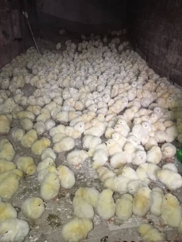 Broiler Chicks 4 days old | desi chicks | chiks for sale 1