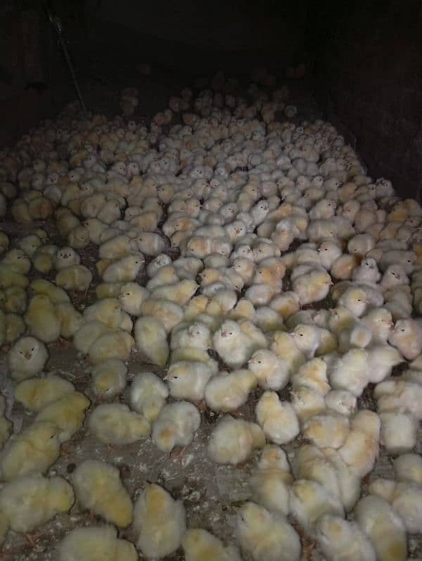 Broiler Chicks 4 days old | desi chicks | chiks for sale 2