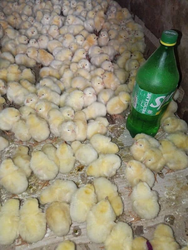 Broiler Chicks 4 days old | desi chicks | chiks for sale 3