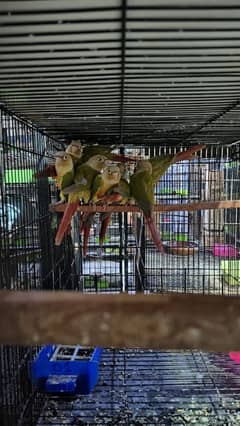 Pineapple / Green Cheek Conure