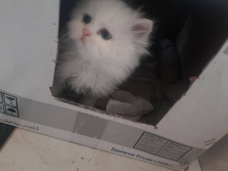 Persian female kitten 1