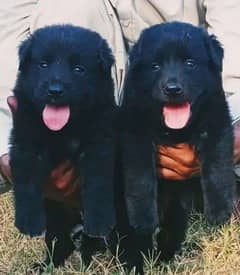 Black German Shepherds  double coat  puppy  / german shepherd