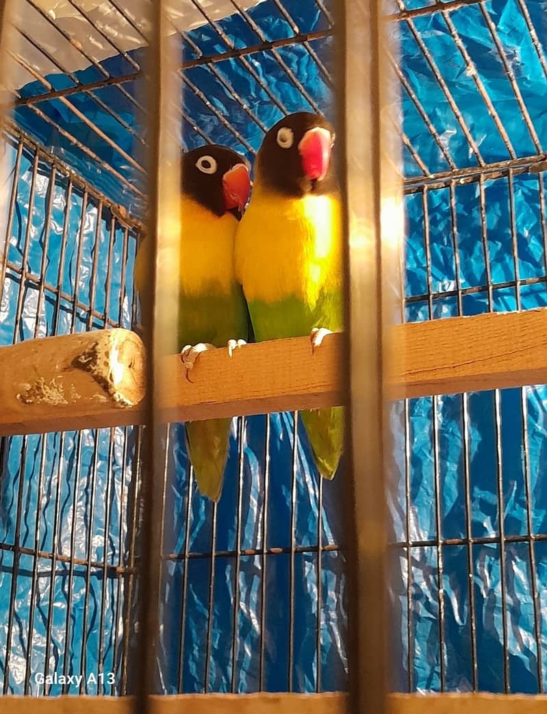 Black mask, parblue,personata red eye parrots 5