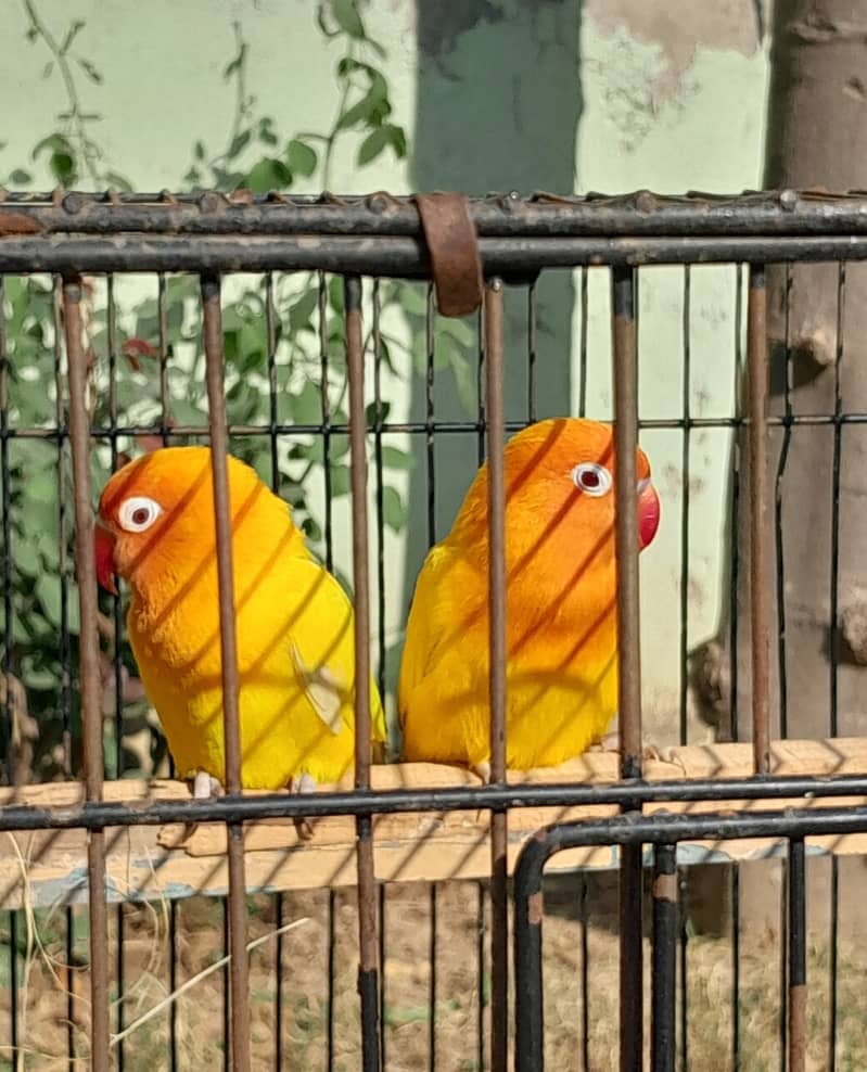 Black mask, parblue,personata red eye parrots 6