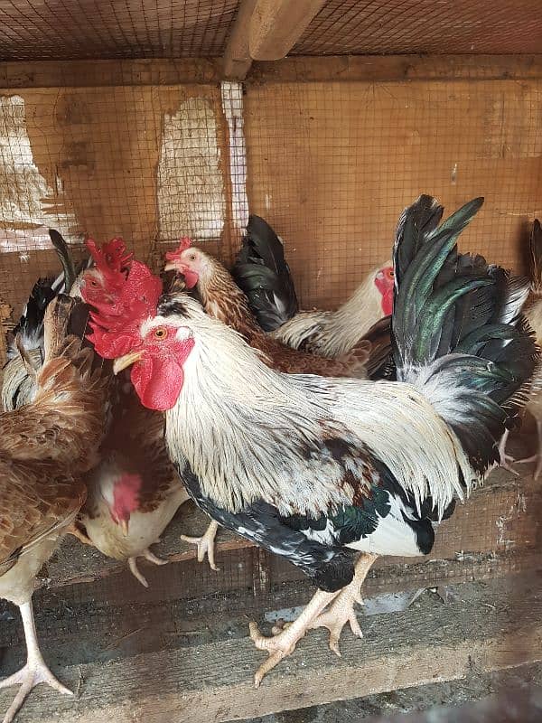 dandarawi (buttercup) egg avalible for sale 0