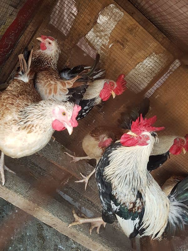 dandarawi (buttercup) egg avalible for sale 1